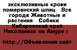 эксклюзивные крови-померанский шпиц - Все города Животные и растения » Собаки   . Хабаровский край,Николаевск-на-Амуре г.